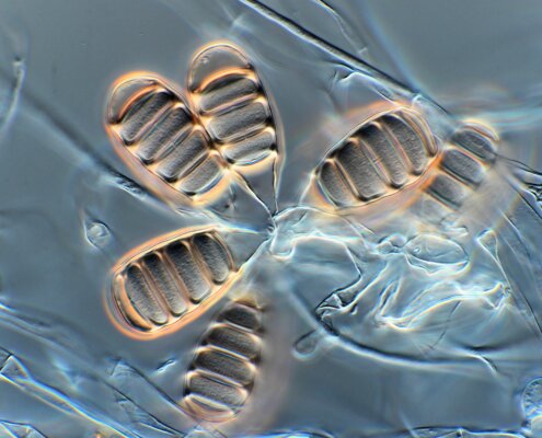 Westerdijk Fungal Biodiversity Institute Fungal Identification and Strain Typing